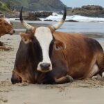 cow in front of gap