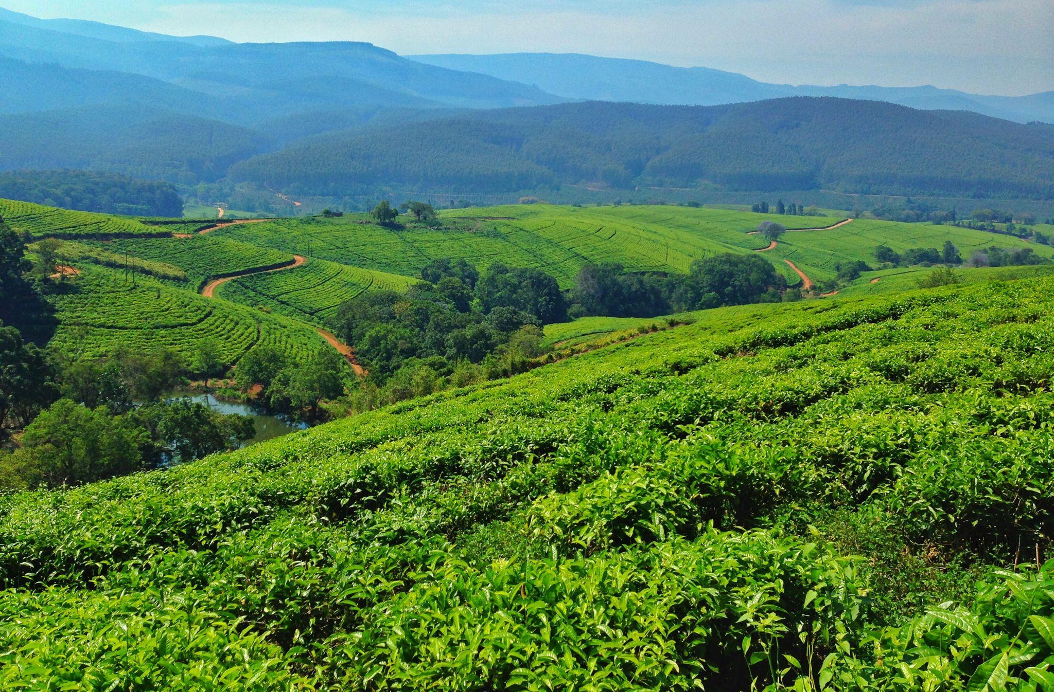 magwa tea