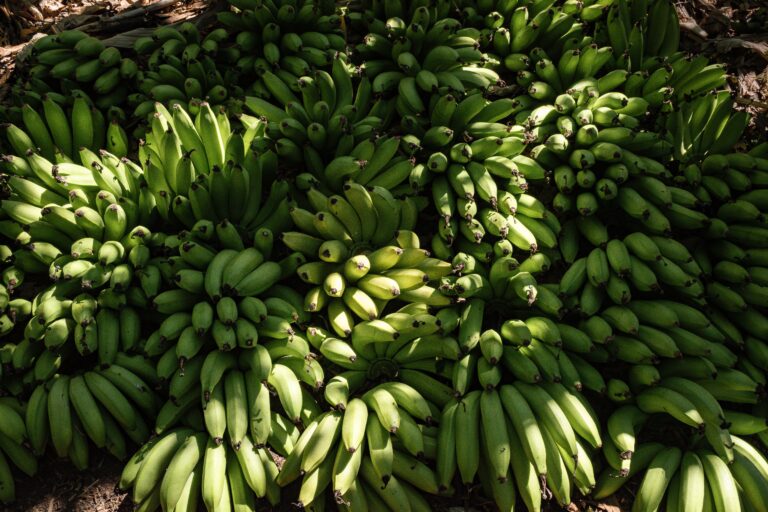 Fruit cluster