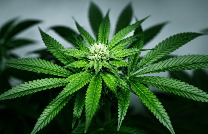 Cannabies